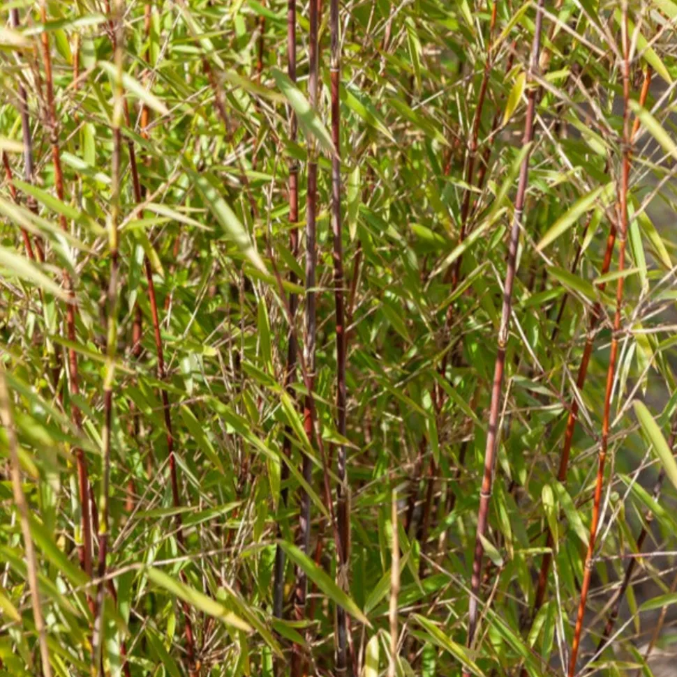 WILLEMSE FRANCE - Bambou à cannes rouges non-traçant - le pot / 1.5l / hauteur livrée environ 40cm