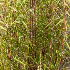 WILLEMSE FRANCE - Bambou à cannes rouges non-traçant - le pot / 1.5l / hauteur livrée environ 40cm, vendu par lot de 2