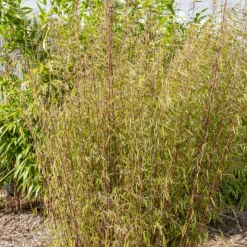 WILLEMSE FRANCE - Bambou à cannes rouges non-traçant - le pot / 1.5l / hauteur livrée environ 40cm, vendu par lot de 2