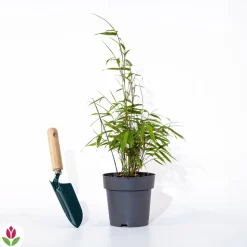 WILLEMSE FRANCE - Bambou à cannes rouges non-traçant - le pot / 1.5l / hauteur livrée environ 40cm, vendu par lot de 2