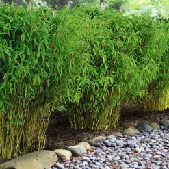 WILLEMSE FRANCE - Bambou de haie non-traçant - le pot / 2l / hauteur livrée 40-50cm