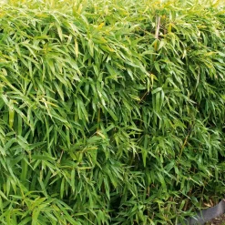 WILLEMSE FRANCE - Bambou de haie non-traçant - le pot / ø 9cm, vendu par lot de 2