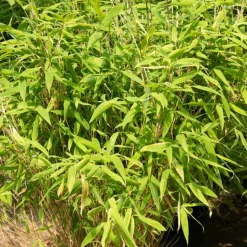 WILLEMSE FRANCE - Bambou fargesia rufa non-traçant - le pot / 2l / hauteur livrée 40-50cm, vendu par lot de 2