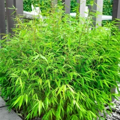 WILLEMSE FRANCE - Bambou fargesia rufa non-traçant - le pot / 2l / hauteur livrée 40-50cm, vendu par lot de 2