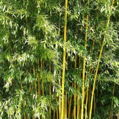 WILLEMSE FRANCE - Bambou traçant panaché - le pot / 2l / hauteur livrée 40-50cm