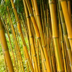 WILLEMSE FRANCE - Bambou traçant panaché - le pot / 2l / hauteur livrée 40-50cm