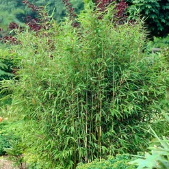 WILLEMSE FRANCE - Bambou vert non-traçant - le pot / ø 11cm / hauteur livrée environ 30cm, vendu par lot de 2