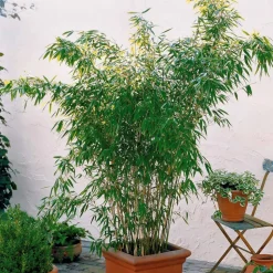 WILLEMSE FRANCE - Bambou vert non-traçant - le pot / ø 11cm / hauteur livrée environ 30cm, vendu par lot de 2