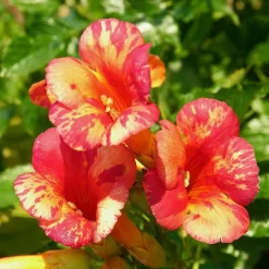 WILLEMSE FRANCE - Bignone orangeade® tracamp - le pot / 1,5l / hauteur livrée 20-60cm