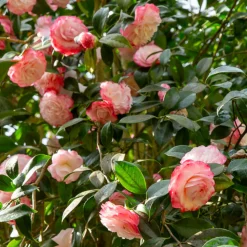 WILLEMSE FRANCE - Camélia du japon nuccio's pearl - le pot / ø 9cm / hauteur livrée 15-20cm