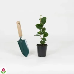 WILLEMSE FRANCE - Camélia du japon bonomiana - le pot / ø 9cm / hauteur livrée 20-25cm, vendu par lot de 2