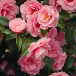 WILLEMSE FRANCE - Camélia du japon à fleurs doubles rose - le pot / ø 9cm, vendu par lot de 2