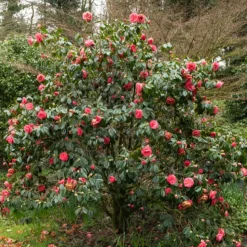 WILLEMSE FRANCE - Camélia du japon à fleurs doubles rose - le pot / ø 9cm, vendu par lot de 2