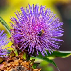 WILLEMSE FRANCE - Cardon cardy - le pot / ø 9cm