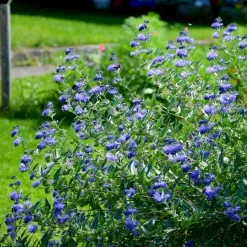 WILLEMSE FRANCE - Caryopteris heavenly blue - le pot / ø 9cm / hauteur livrée environ 15cm, vendu par lot de 2