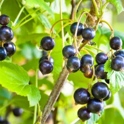 WILLEMSE FRANCE - Cassissier à gros fruits andega - la pièce en racine nue / 1-2 branches