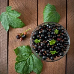 WILLEMSE FRANCE - Cassissier ben nevis - le pot / ø 13cm / hauteur livrée 20-30cm