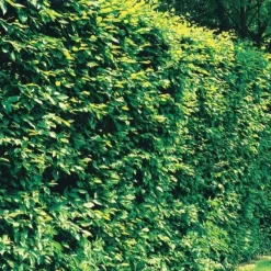 WILLEMSE FRANCE - Charme - le pot / 2l / hauteur livrée 80-100cm, vendu par lot de 2