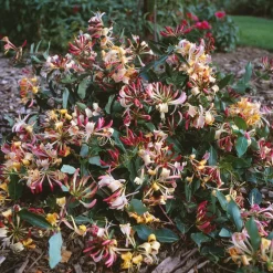 WILLEMSE FRANCE - Chèvrefeuille arbustif chic et choc ® - le pot / 1.3l / hauteur livrée 15-20cm, vendu par lot de 2