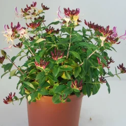 WILLEMSE FRANCE - Chèvrefeuille arbustif chic et choc ® - le pot / 1.3l / hauteur livrée 15-20cm, vendu par lot de 2