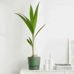 WILLEMSE FRANCE - Cocotier d'intérieur - le pot / ø 19cm / hauteur livrée 110-120cm