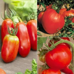 WILLEMSE FRANCE - Collection de tomates savoureuses - les 3 sachets / ±1100 graines