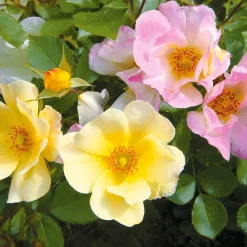 WILLEMSE FRANCE - Collection de 6 rosiers couvre-sols happy chappy et wonderland - le paquet de 6 racines nues / 3+ branches