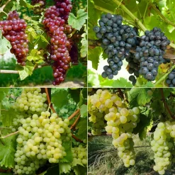 WILLEMSE FRANCE - Collection de 4 vignes - les 4 mottes de 2 ans