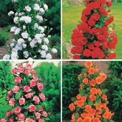 WILLEMSE FRANCE - Collection de 4 rosiers arbustes : shalom, korbin, westerland, handel - le paquet de 4 racines nues / 3+ branches