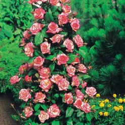 WILLEMSE FRANCE - Collection de 4 rosiers arbustes : shalom, korbin, westerland, handel - le paquet de 4 racines nues / 3+ branches