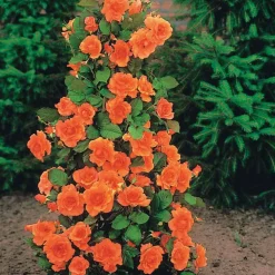 WILLEMSE FRANCE - Collection de 4 rosiers arbustes : shalom, korbin, westerland, handel - le paquet de 4 racines nues / 3+ branches