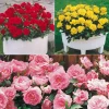 WILLEMSE FRANCE - Collection de 3 mini-rosiers randilla : rouge, jaune , rose - le paquet de 3 racines nues