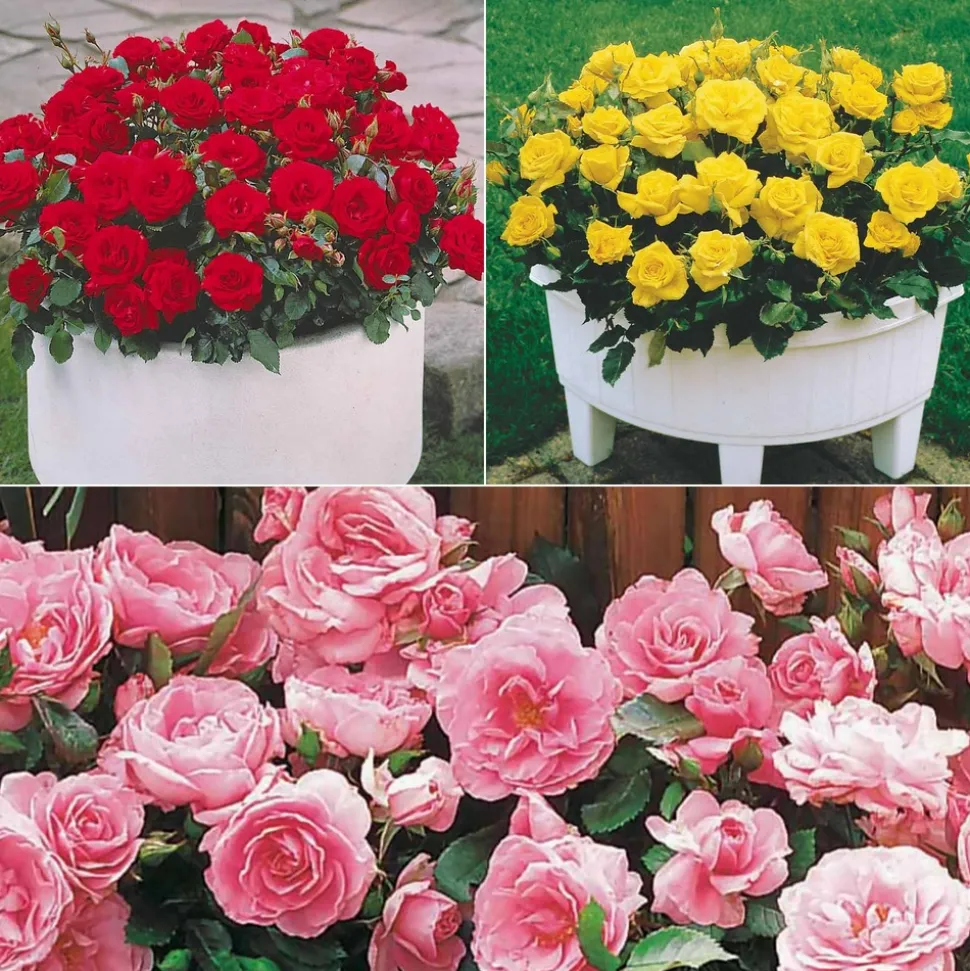 WILLEMSE FRANCE - Collection de 3 mini-rosiers randilla : rouge, jaune , rose - le paquet de 3 racines nues