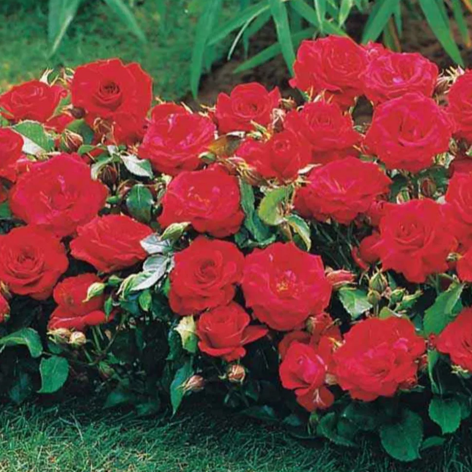 WILLEMSE FRANCE - Collection de 3 mini-rosiers randilla : rouge, jaune , rose - le paquet de 3 racines nues