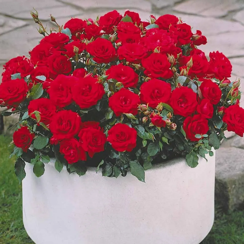 WILLEMSE FRANCE - Collection de 3 mini-rosiers randilla : rouge, jaune , rose - le paquet de 3 racines nues