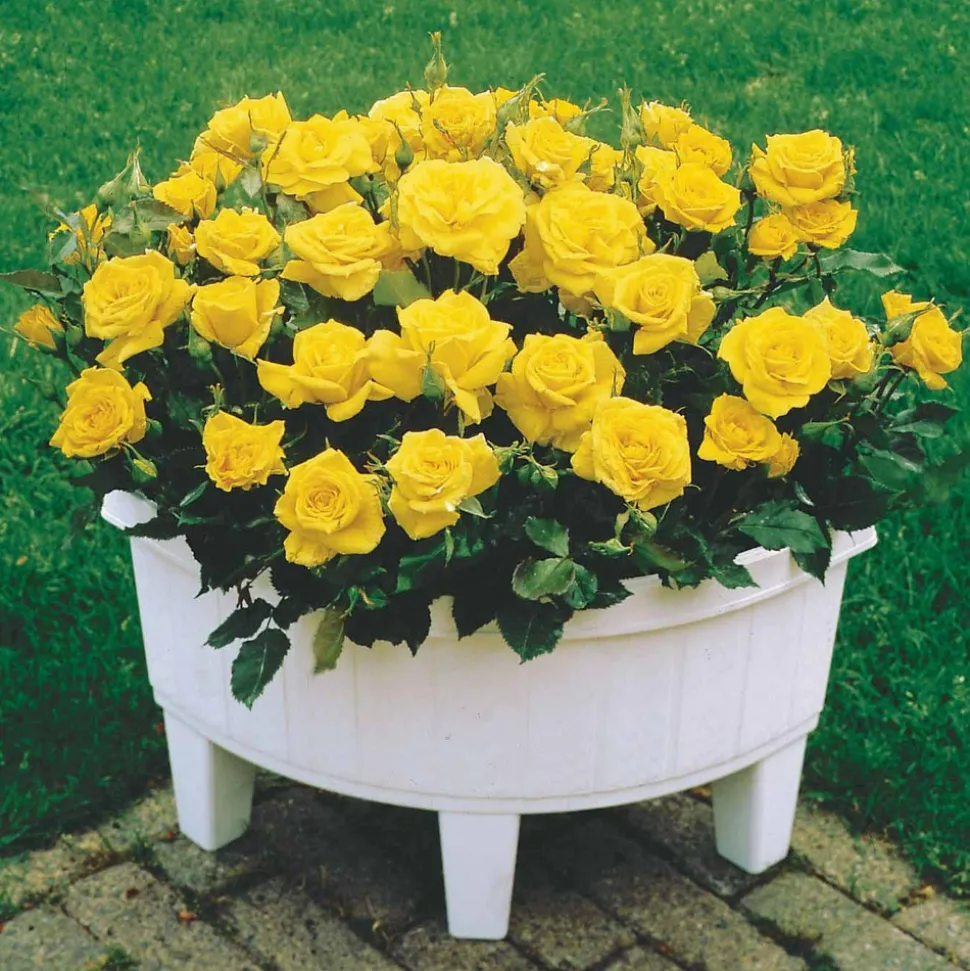 WILLEMSE FRANCE - Collection de 3 mini-rosiers randilla : rouge, jaune , rose - le paquet de 3 racines nues