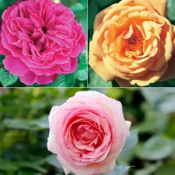 WILLEMSE FRANCE - Collection de 3 rosiers anglais : fish ausgreen, charlie, her's ausgreen - le paquet de 3 racines nues / 3+ branches