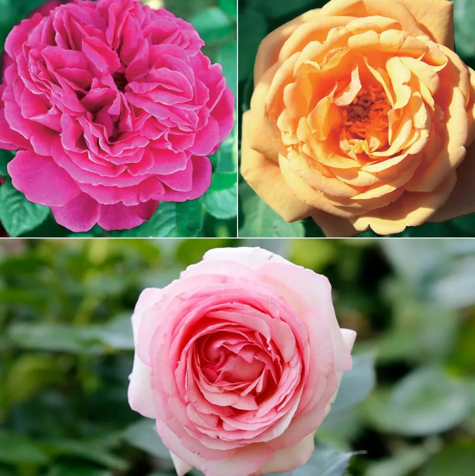 WILLEMSE FRANCE - Collection de 3 rosiers anglais : fish ausgreen, charlie, her's ausgreen - le paquet de 3 racines nues / 3+ branches