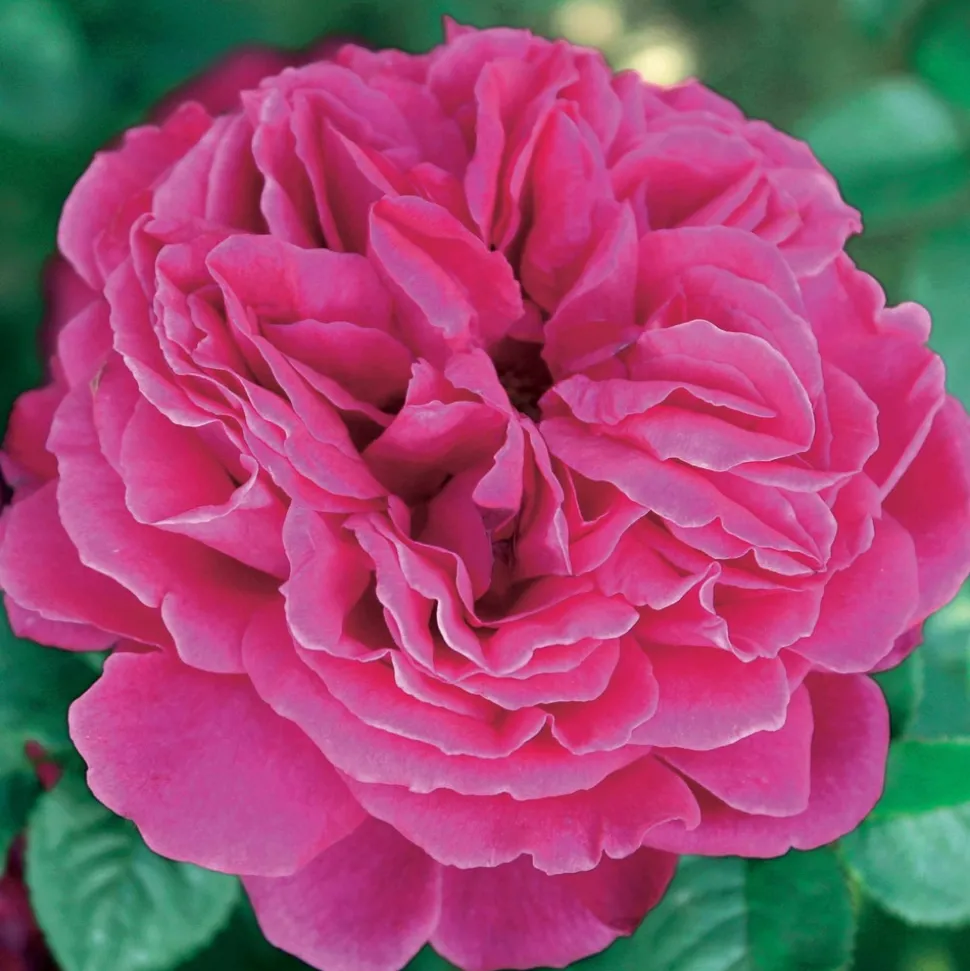 WILLEMSE FRANCE - Collection de 3 rosiers anglais : fish ausgreen, charlie, her's ausgreen - le paquet de 3 racines nues / 3+ branches