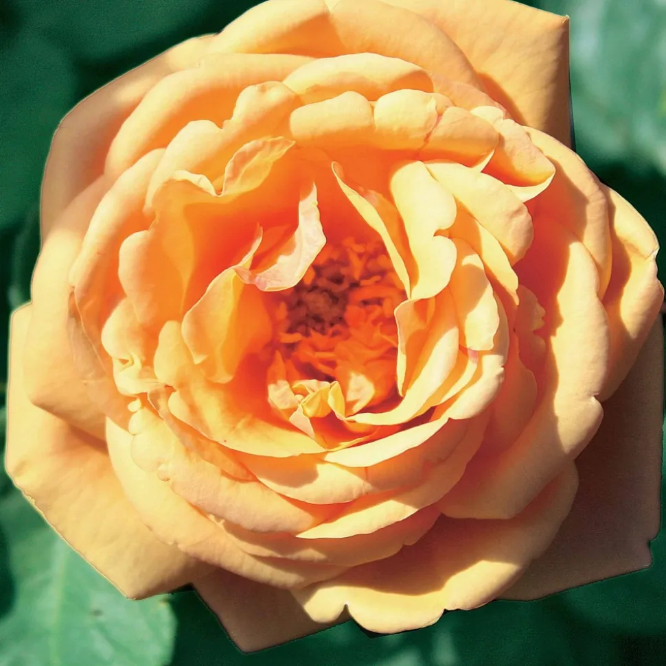 WILLEMSE FRANCE - Collection de 3 rosiers anglais : fish ausgreen, charlie, her's ausgreen - le paquet de 3 racines nues / 3+ branches