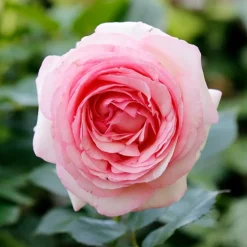 WILLEMSE FRANCE - Collection de 3 rosiers anglais : fish ausgreen, charlie, her's ausgreen - le paquet de 3 racines nues / 3+ branches