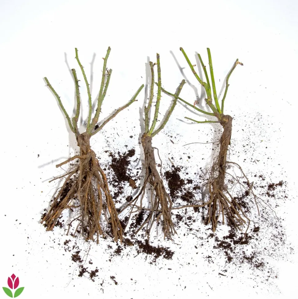 WILLEMSE FRANCE - Collection de 3 rosiers anglais : fish ausgreen, charlie, her's ausgreen - le paquet de 3 racines nues / 3+ branches