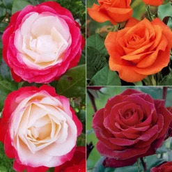 WILLEMSE FRANCE - Collection de 3 rosiers sans entretien - le paquet de 3 racines nues / 3+ branches