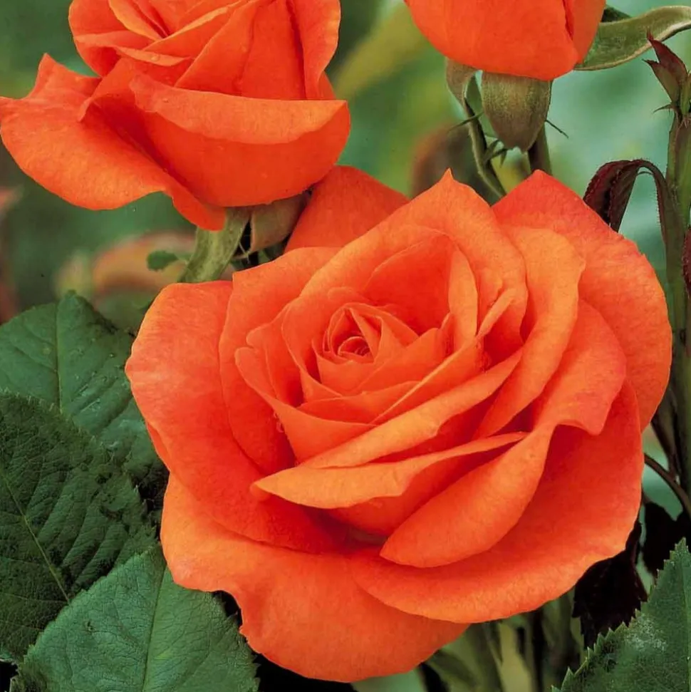 WILLEMSE FRANCE - Collection de 3 rosiers sans entretien - le paquet de 3 racines nues / 3+ branches