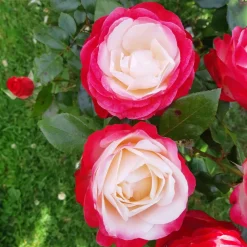 WILLEMSE FRANCE - Collection de 3 rosiers sans entretien - le paquet de 3 racines nues / 3+ branches