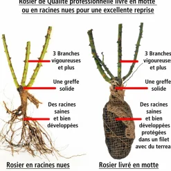 WILLEMSE FRANCE - Collection de 3 rosiers sans entretien - le paquet de 3 racines nues / 3+ branches