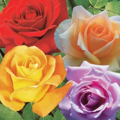 WILLEMSE FRANCE - Collection de 4 rosiers : whisky, malaga, lune bleue, magie parfum - les 4 mottes / 3+ branches