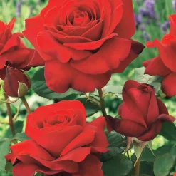 WILLEMSE FRANCE - Collection de 4 rosiers : whisky, malaga, lune bleue, magie parfum - les 4 mottes / 3+ branches