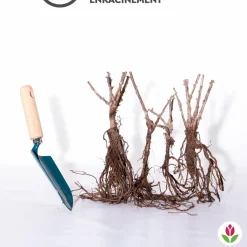 WILLEMSE FRANCE - Collection de 4 groseilliers à maquereaux - le paquet de 4 racines nues / 2-3 branches