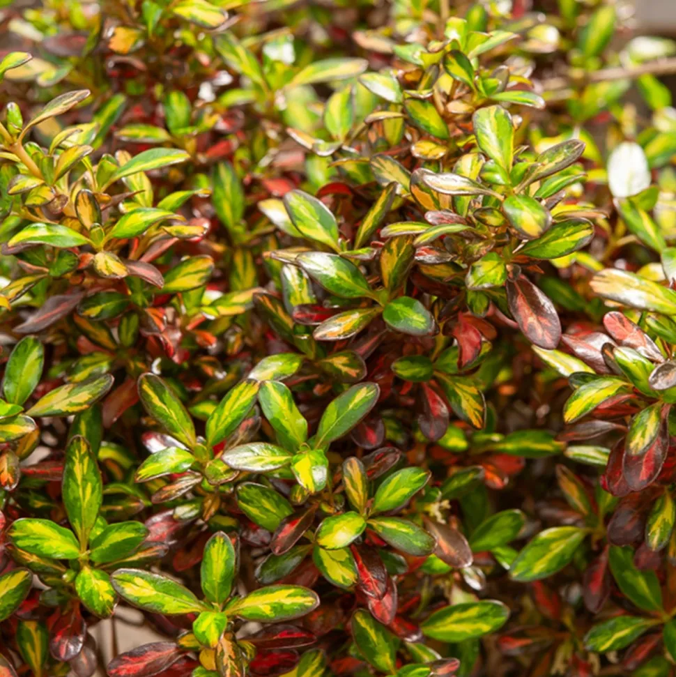 WILLEMSE FRANCE - Coprosma evening glow ® - le pot / ø 9cm